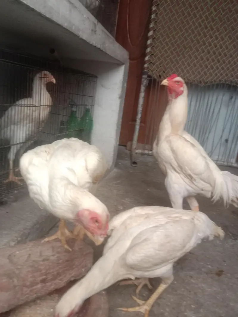 pure quality fully active shamo — photo 5