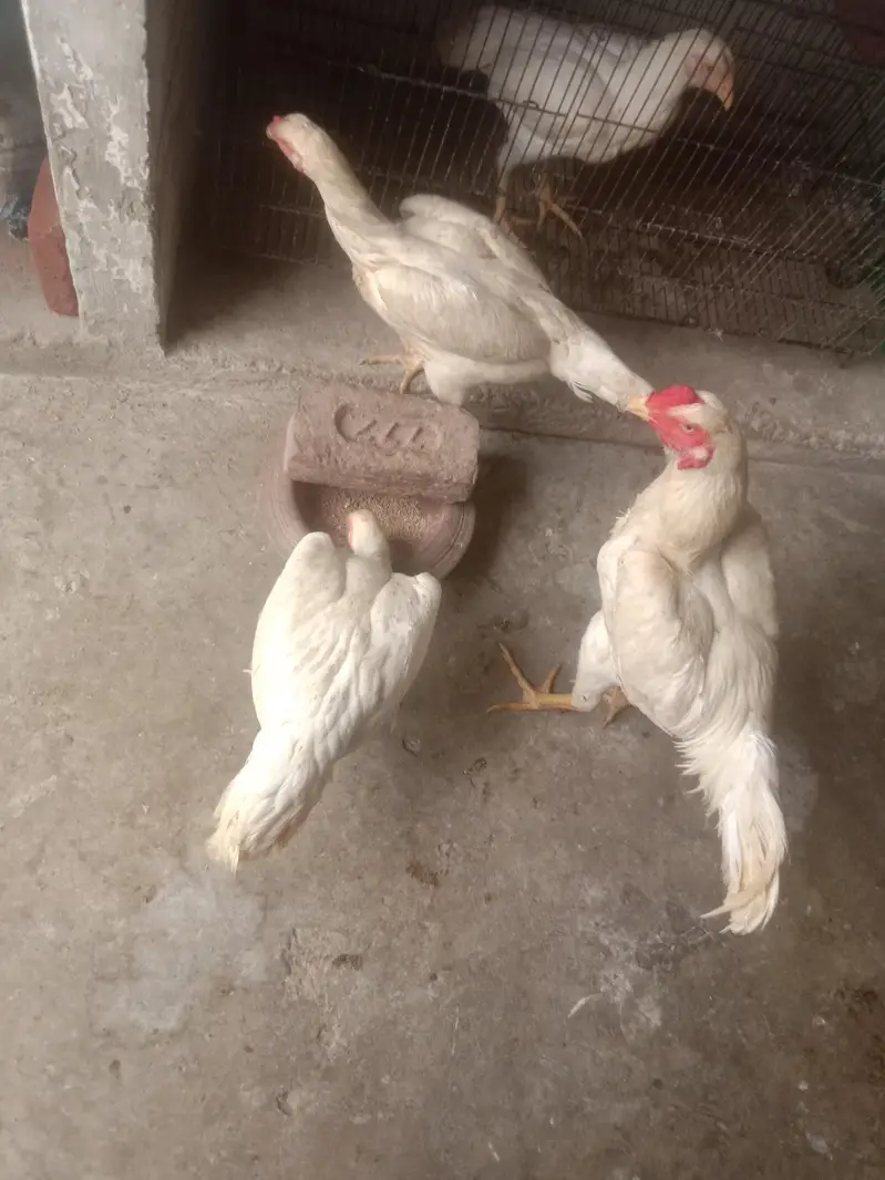 pure quality fully active shamo — photo 6