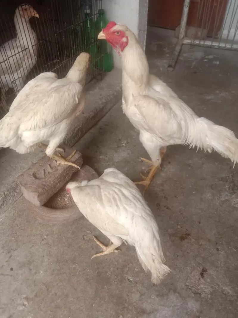 pure quality fully active shamo — photo 7