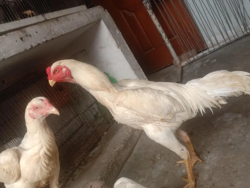pure quality fully active shamo — photo 8