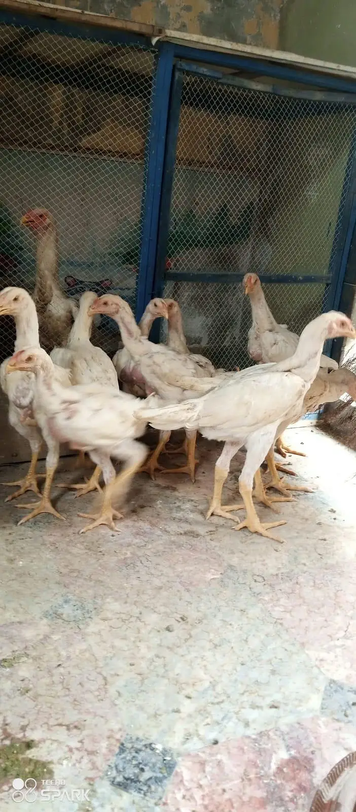pure quality fully active shamo — photo 9