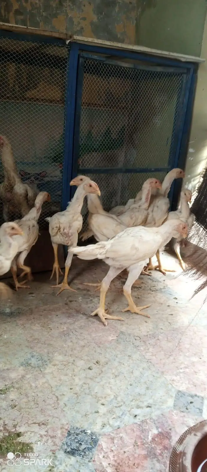 pure quality fully active shamo — photo 10