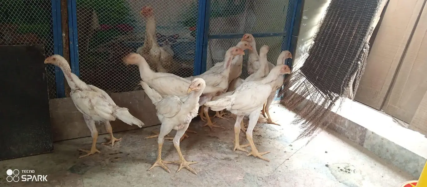 pure quality fully active shamo — photo 11