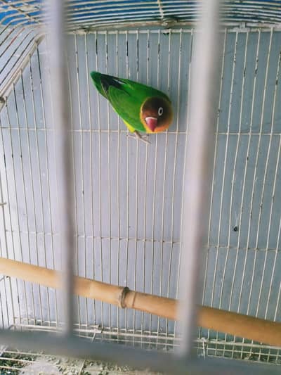 breeder female