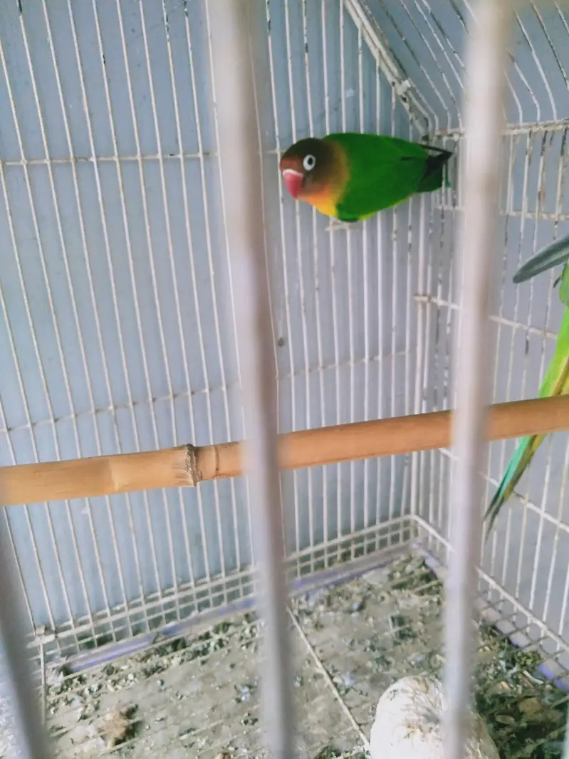 breeder female — photo 2