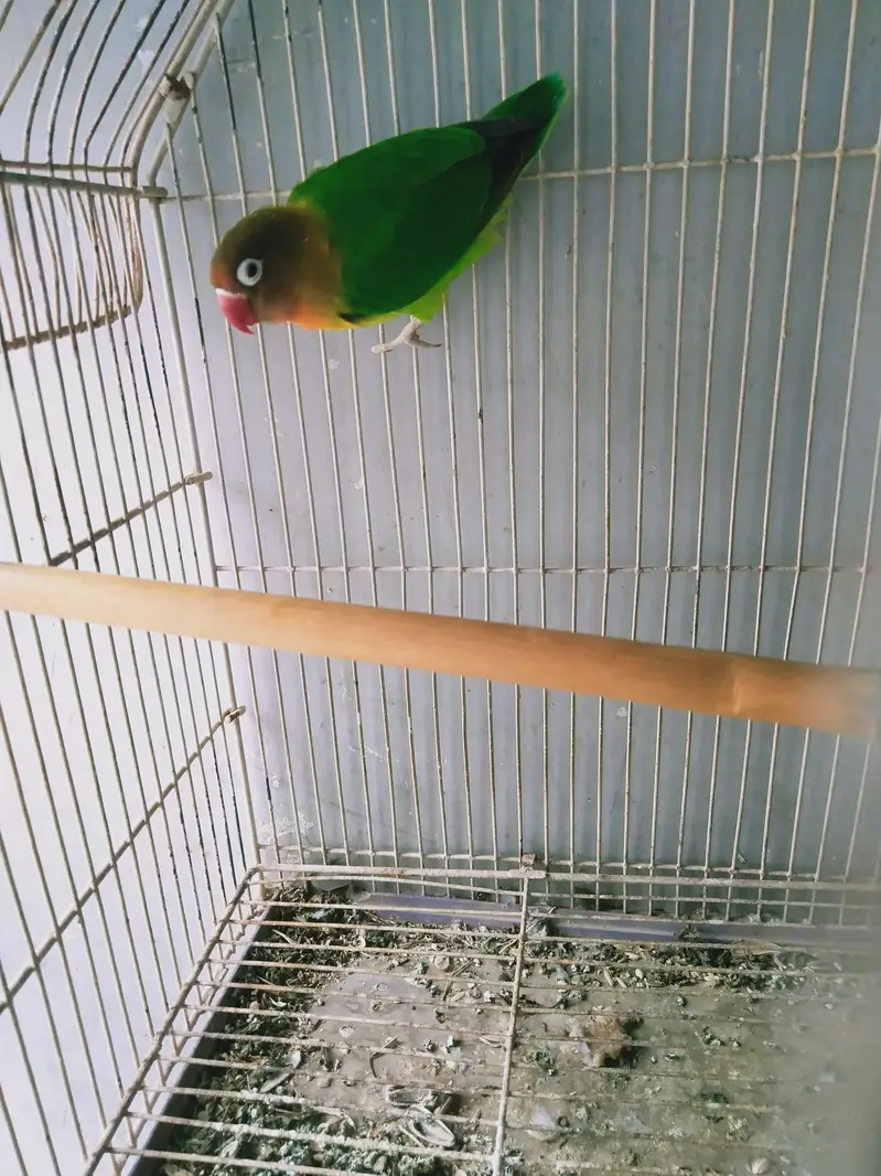breeder female — photo 3