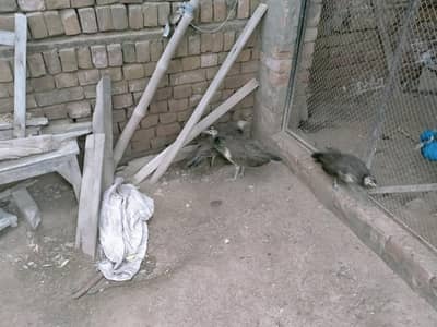 Peacock baby pair