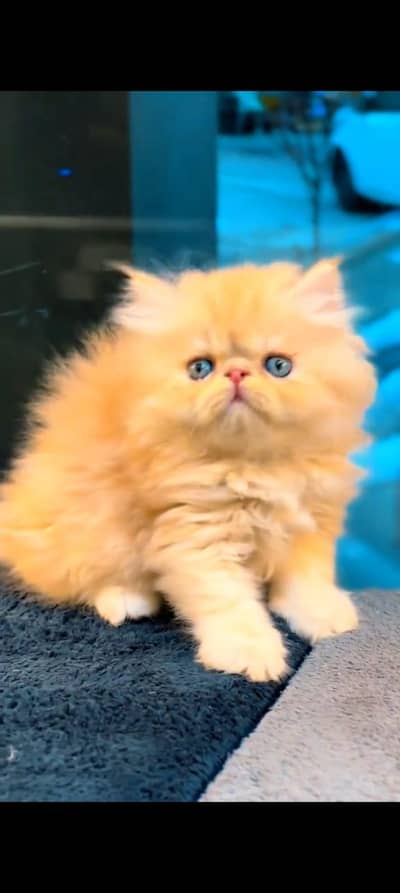 pure Persian cats vaccinated and healthy active WhatsApp/0344/6895398/