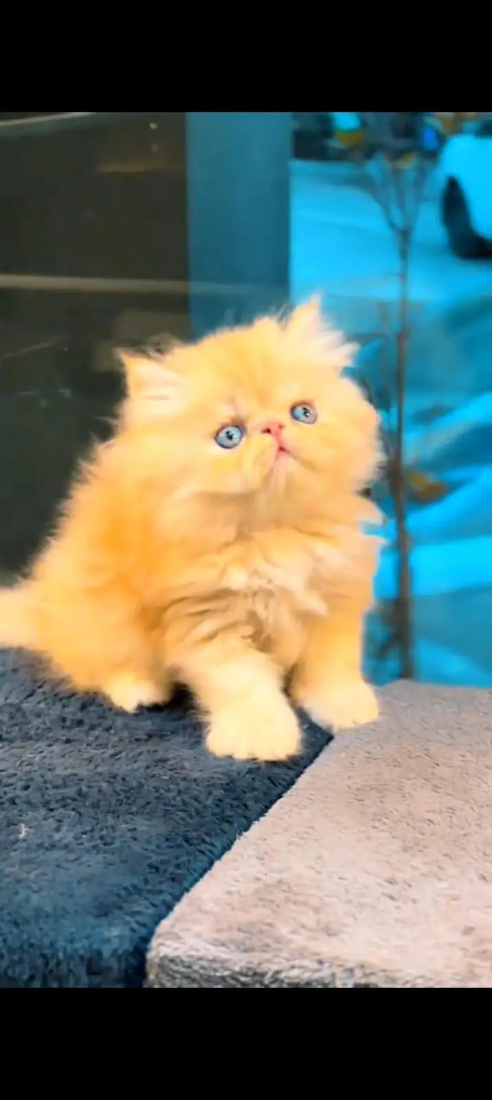 pure Persian cats vaccinated and healthy active WhatsApp/0344/6895398/ — photo 2