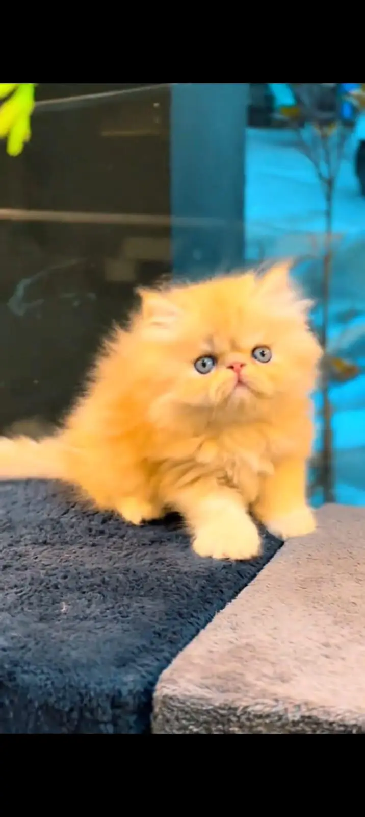 pure Persian cats vaccinated and healthy active WhatsApp/0344/6895398/ — photo 3