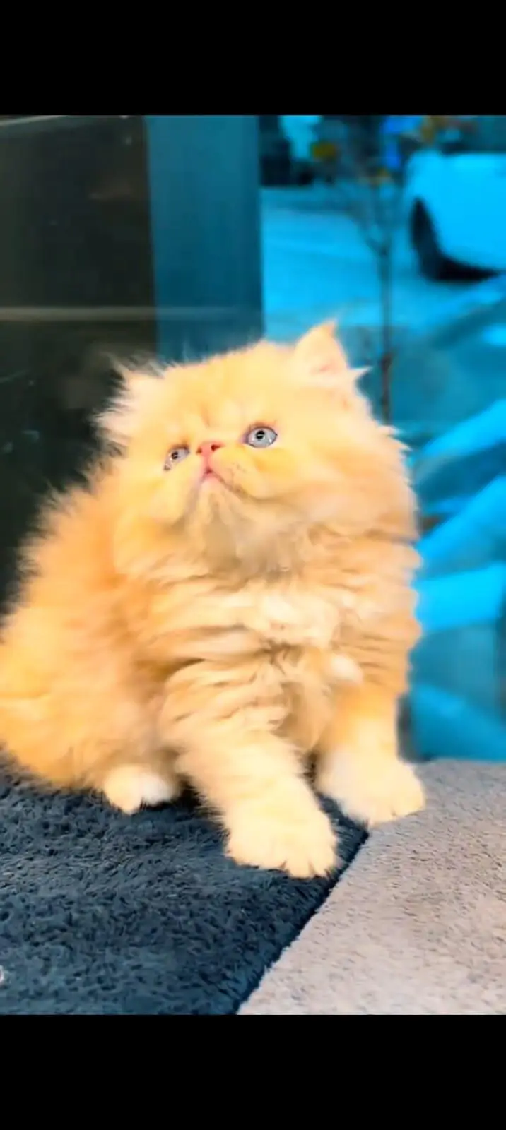 pure Persian cats vaccinated and healthy active WhatsApp/0344/6895398/ — photo 4