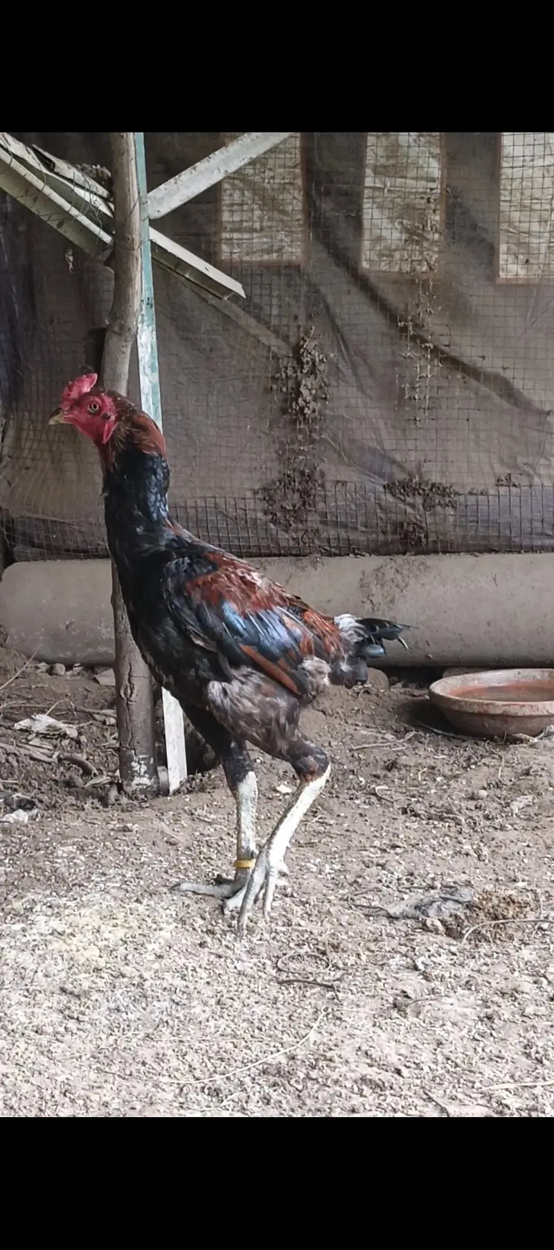 pure thai aseel bacha. eggs available — photo 3