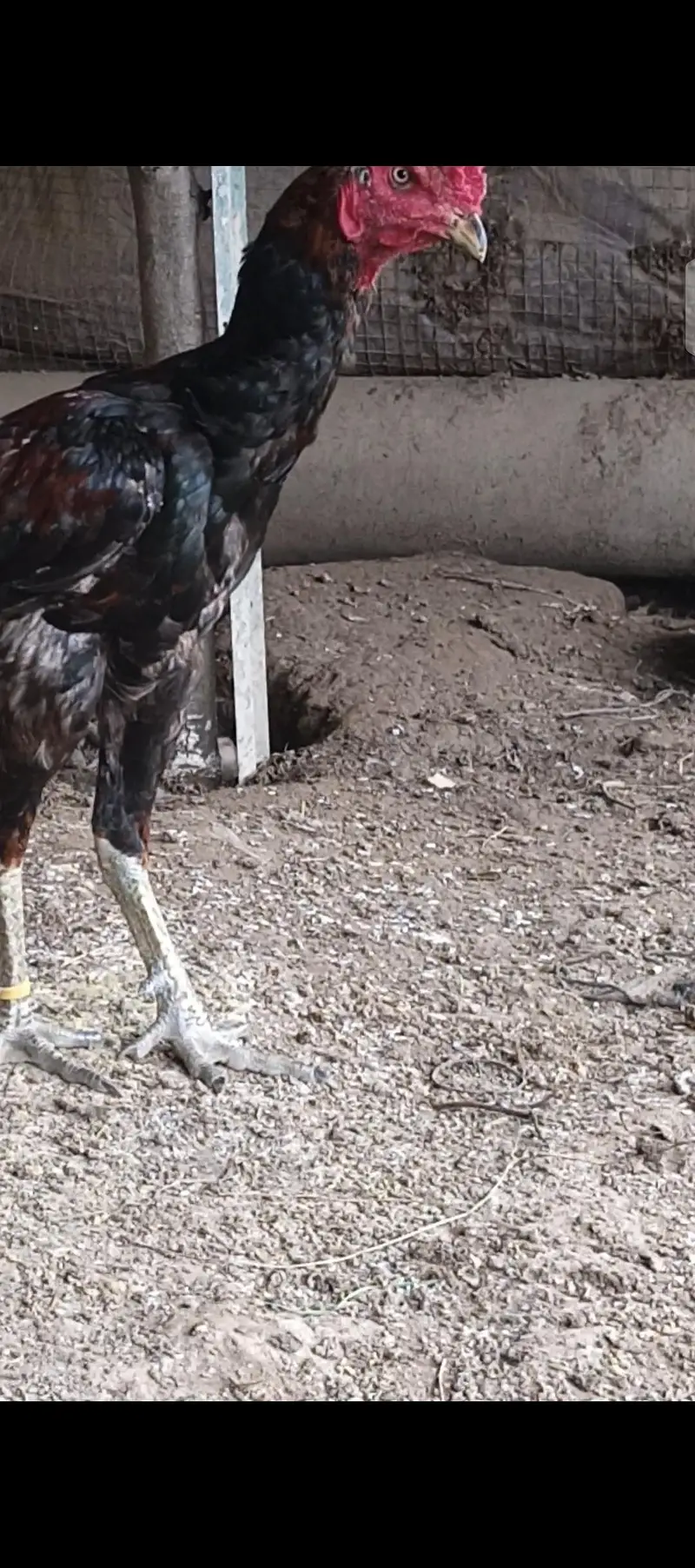 pure thai aseel bacha. eggs available — photo 4