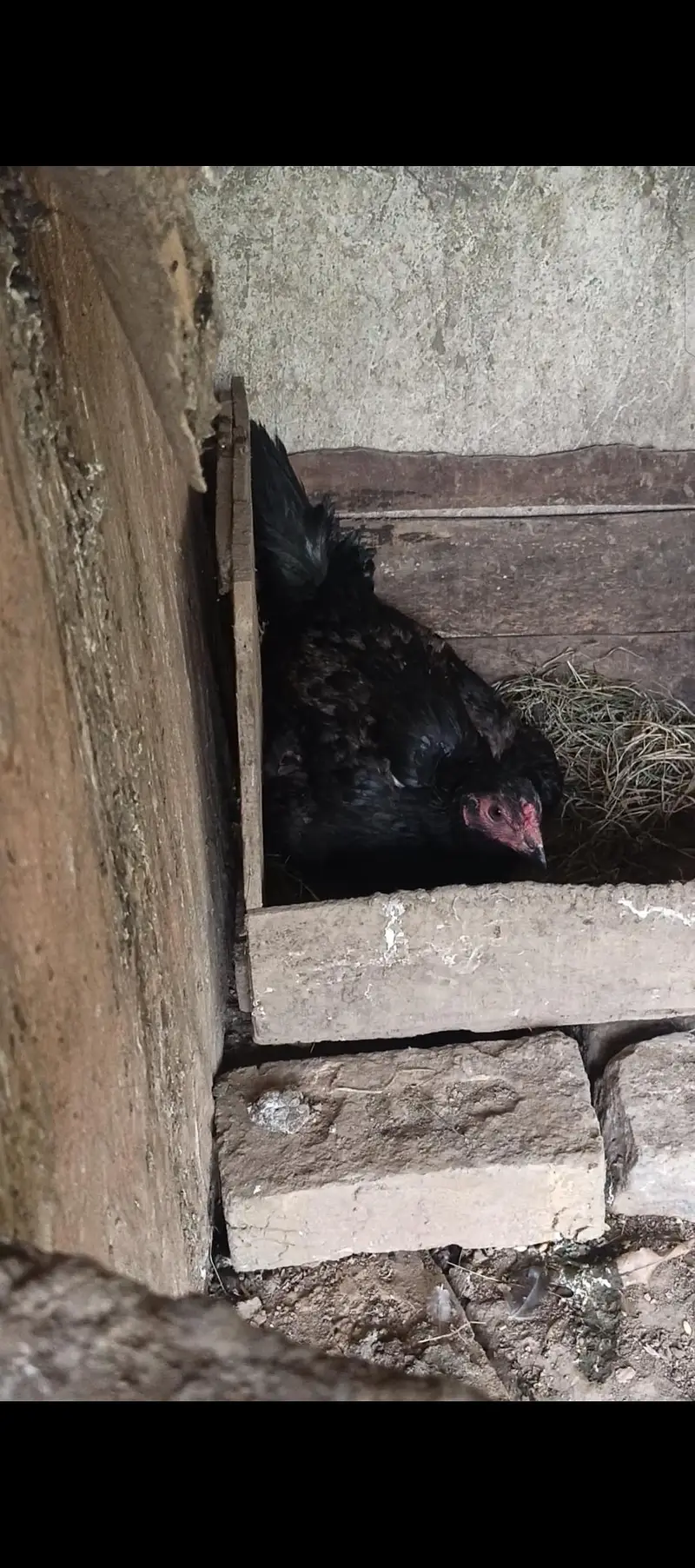 pure thai aseel bacha. eggs available — photo 6