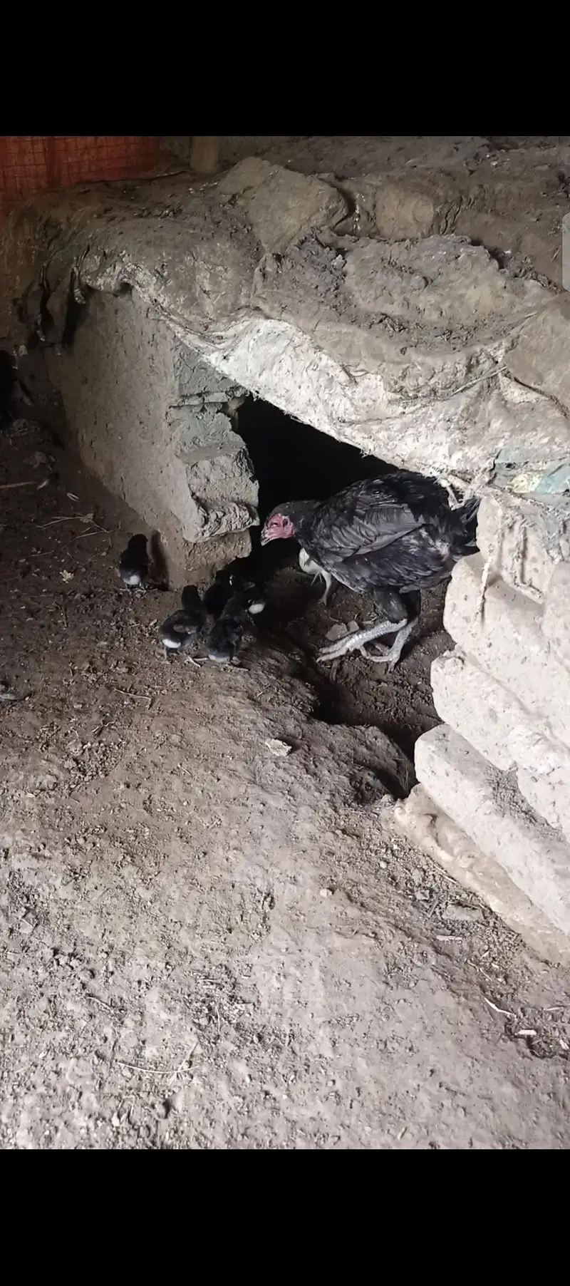 pure thai aseel bacha. eggs available — photo 8