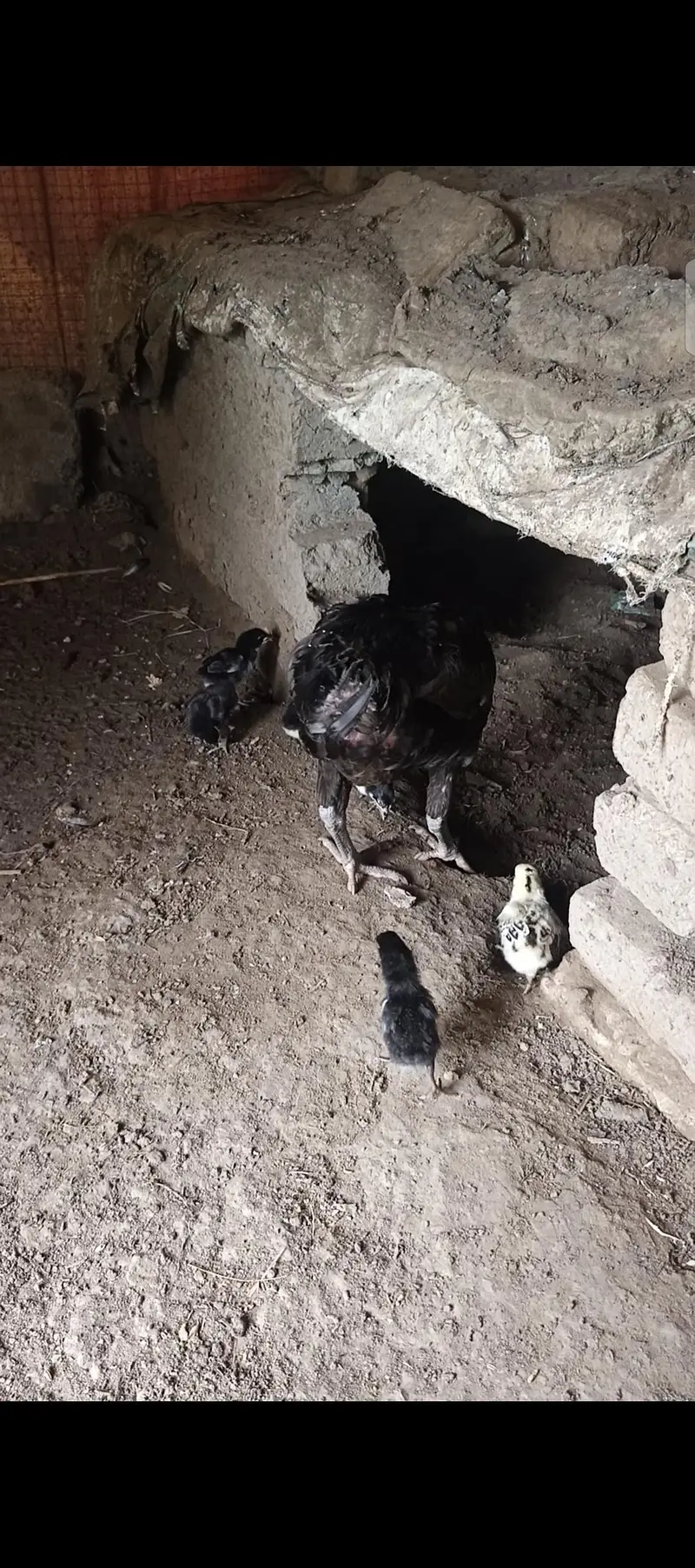 pure thai aseel bacha. eggs available — photo 9