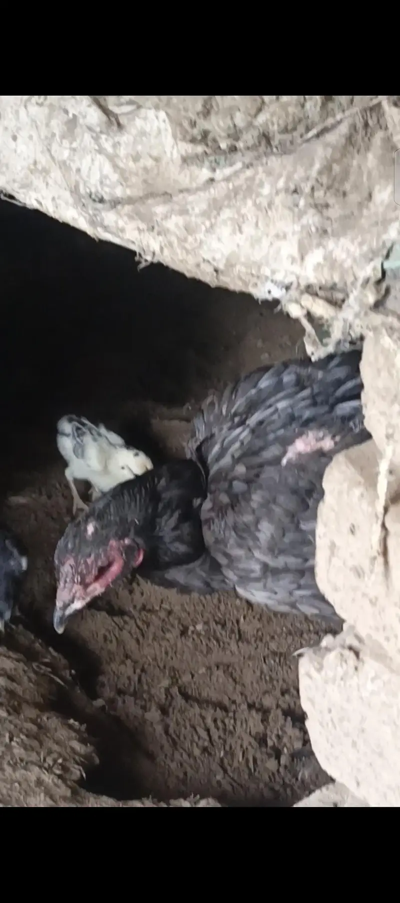 pure thai aseel bacha. eggs available — photo 10