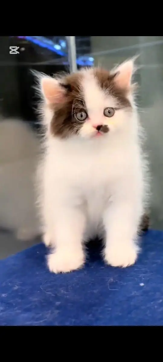 pure Persian cats vaccinated and healthy active WhatsApp/0344/6895398/