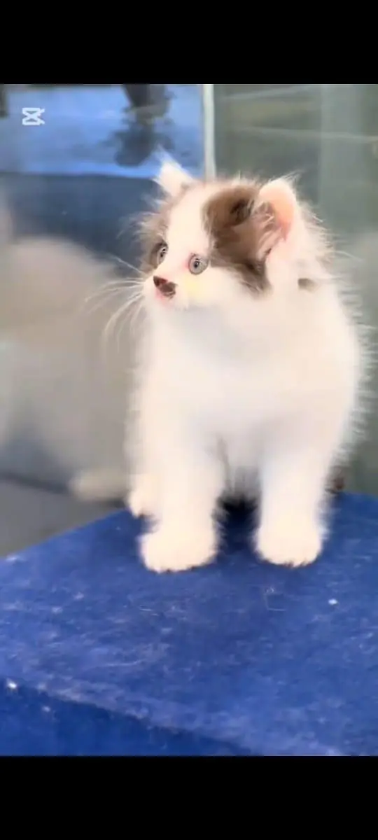 pure Persian cats vaccinated and healthy active WhatsApp/0344/6895398/ — photo 4