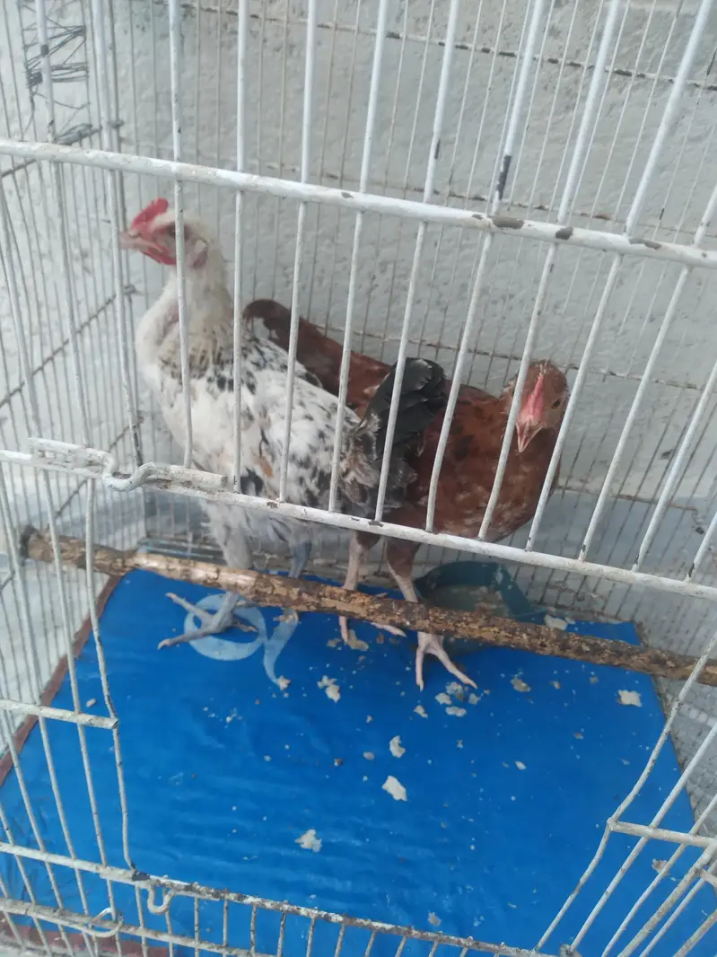 2 Hens — photo 2