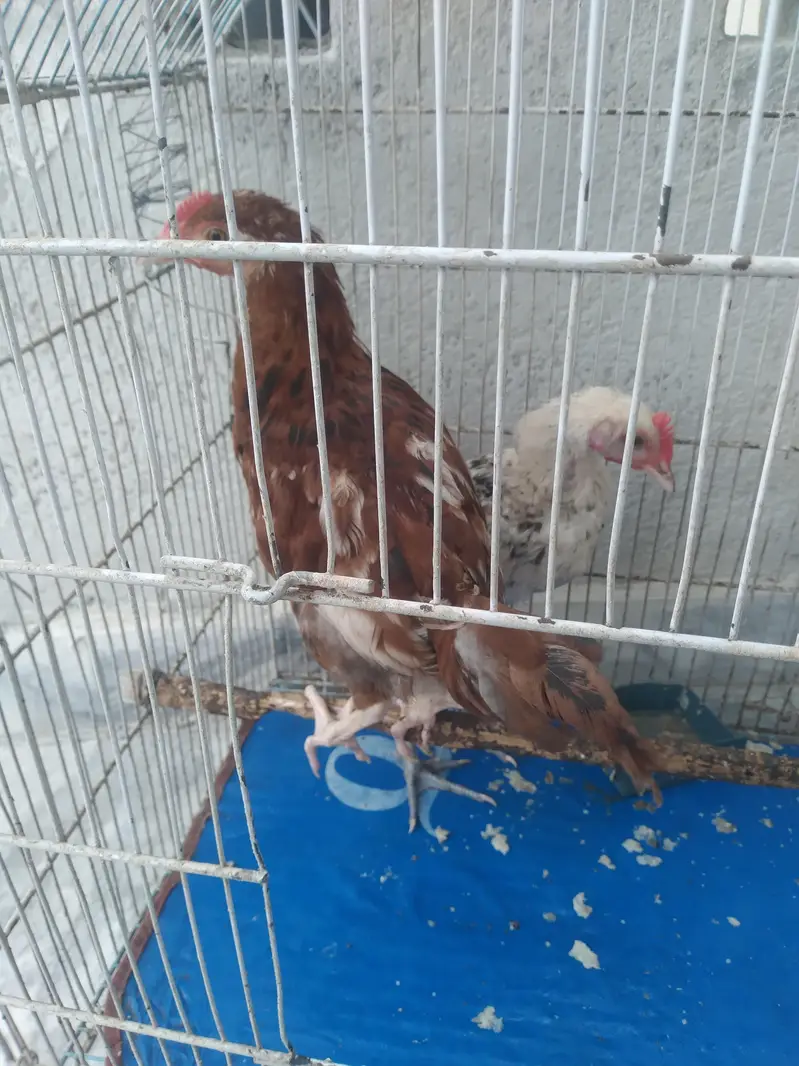 2 Hens — photo 3