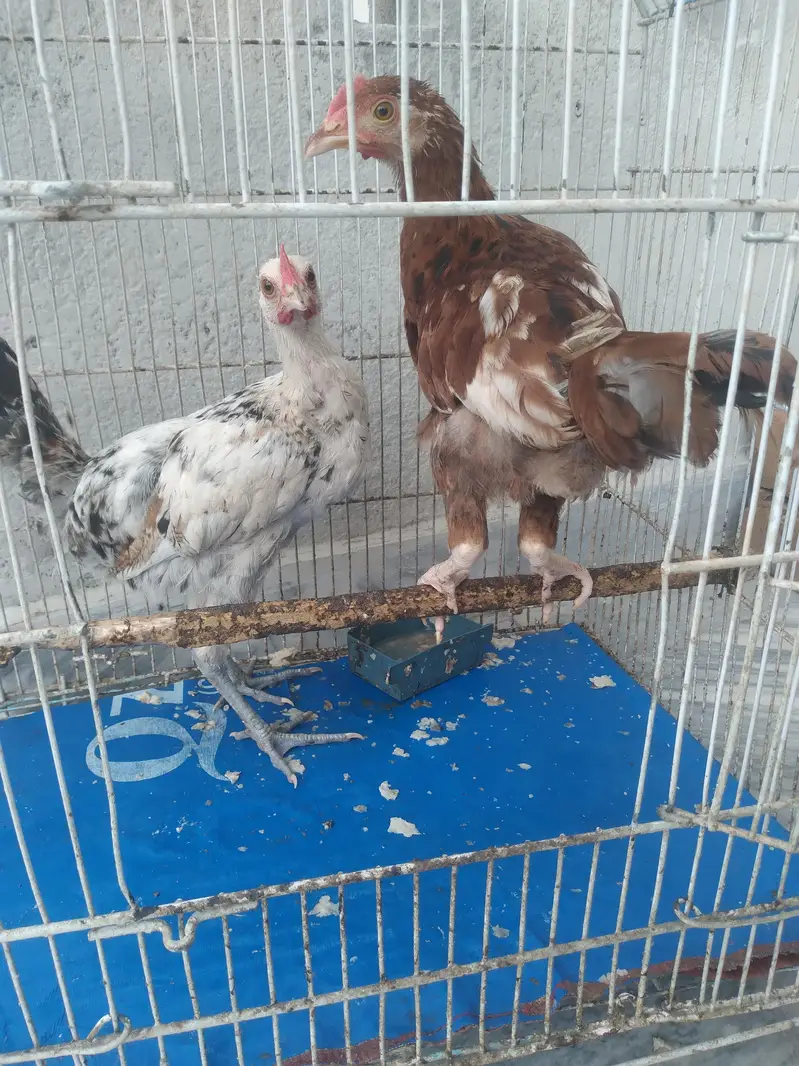 2 Hens — photo 4