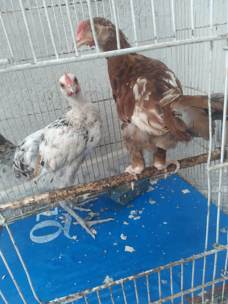 2 Hens — photo 5