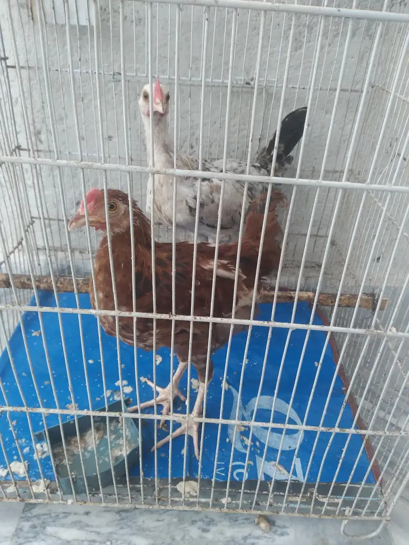 2 Hens — photo 6