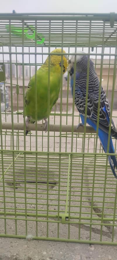 good under size budgies