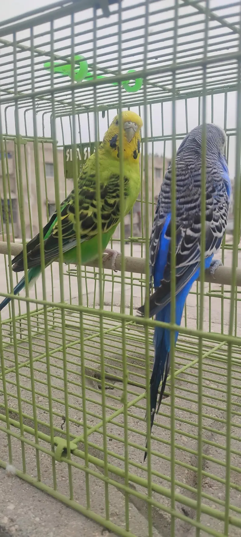 good under size budgies — photo 2