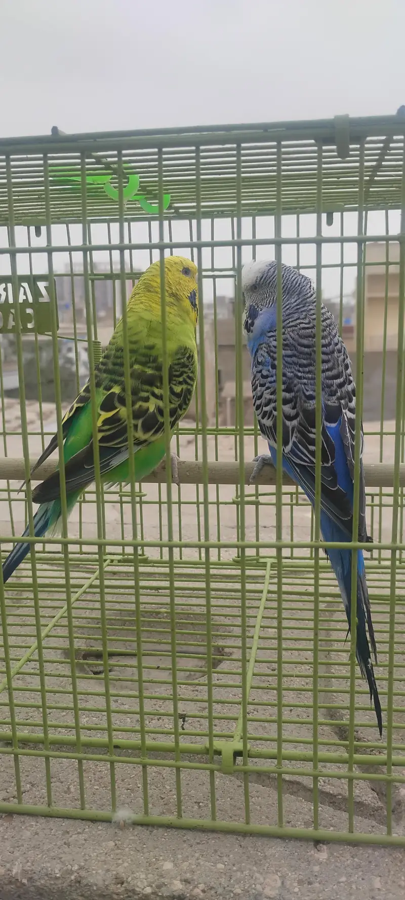 good under size budgies — photo 3