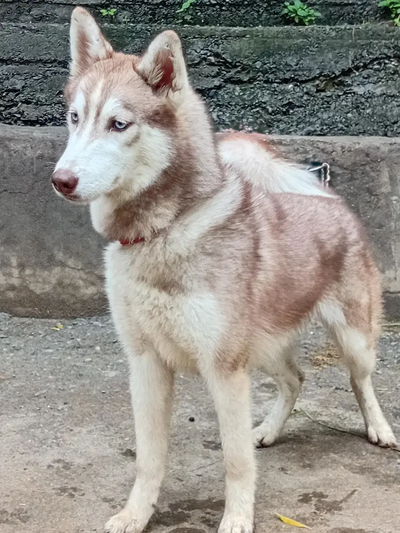 husky female exchange possible