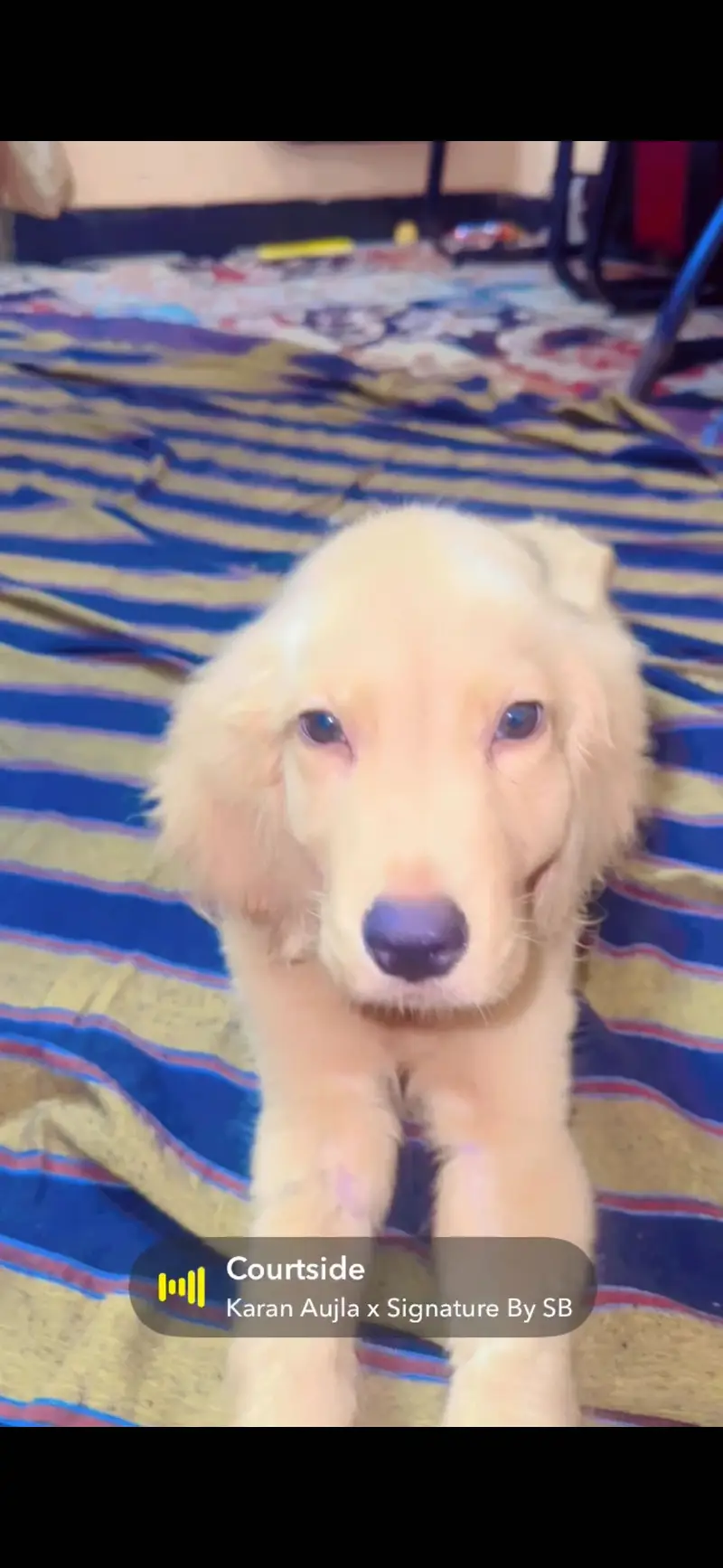 Golden Retriever pedigree available