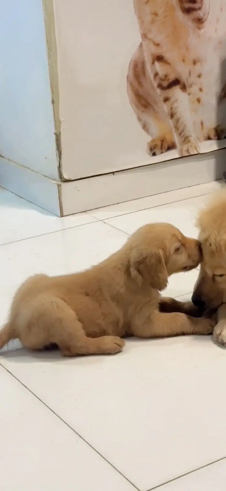 Golden Retriever pedigree available — photo 2