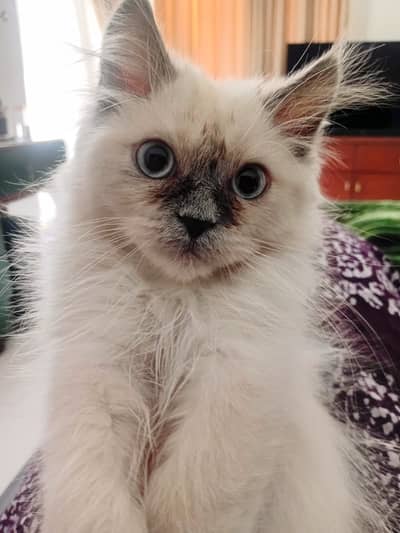 Adorable Himalayan Persian Cat, Male, Fully Vaccinated, Litter Trained