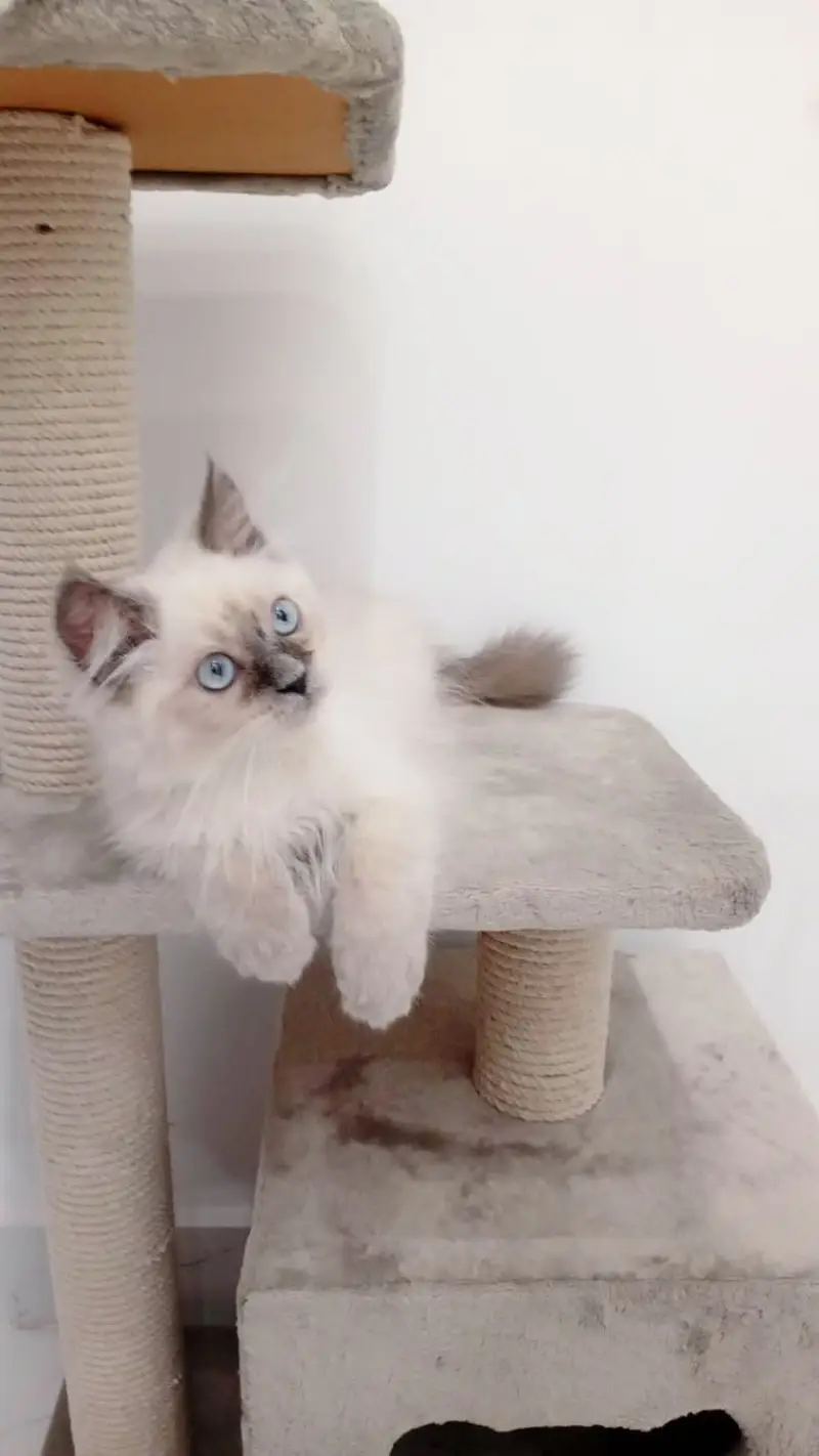 Adorable Himalayan Persian Cat, Male, Fully Vaccinated, Litter Trained — photo 2