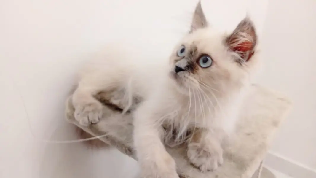 Adorable Himalayan Persian Cat, Male, Fully Vaccinated, Litter Trained — photo 3