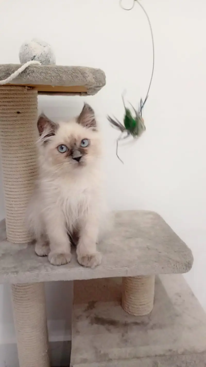 Adorable Himalayan Persian Cat, Male, Fully Vaccinated, Litter Trained — photo 4
