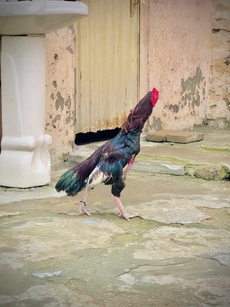 لڑائی والا مرغا ہے ہر چیز اوکے ہے — photo 3