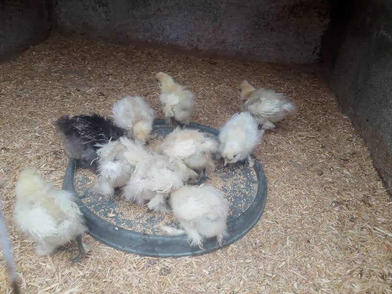 * SILKY CHICKS* 2