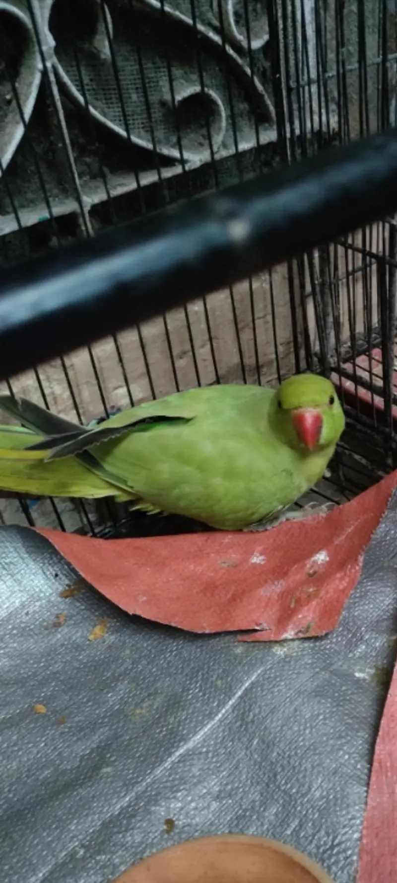 green parrot