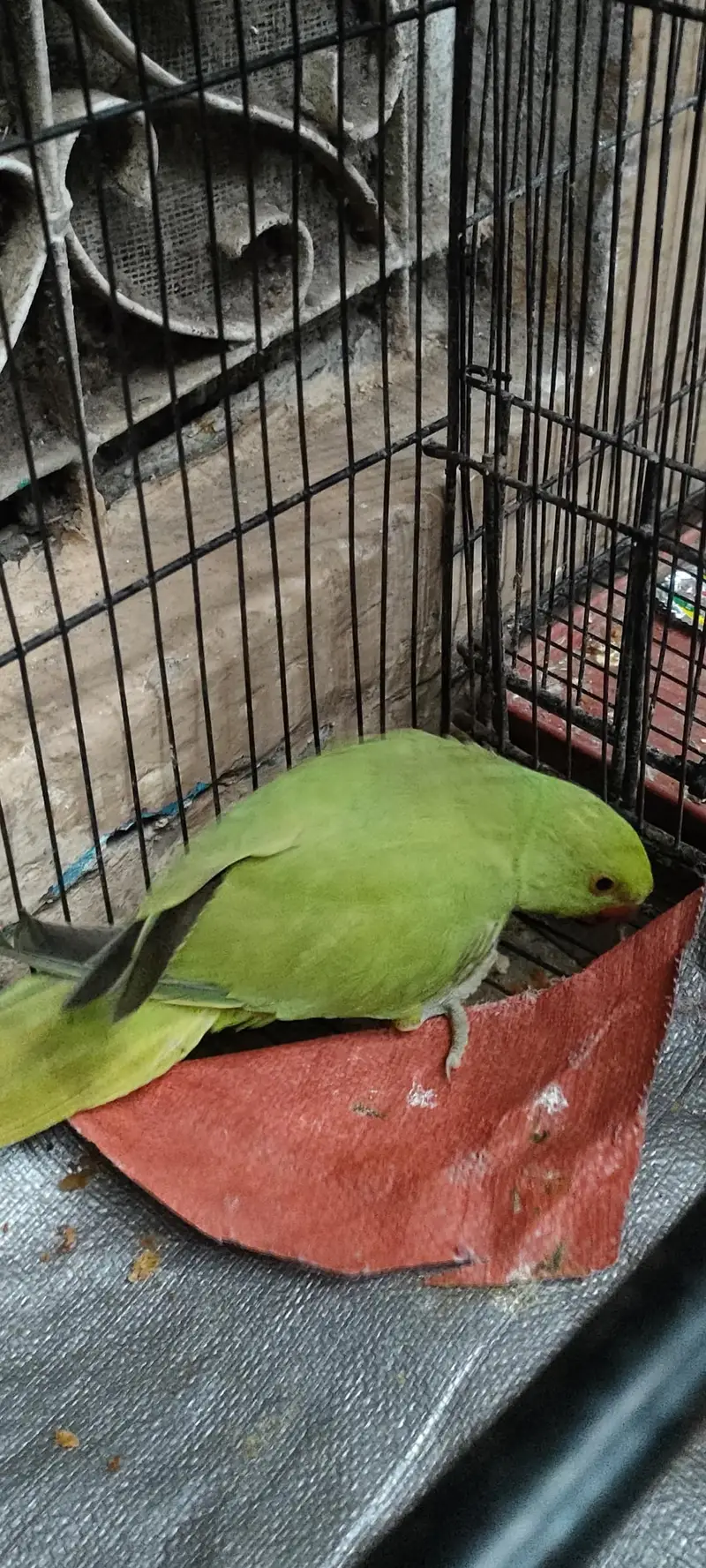 green parrot — photo 2