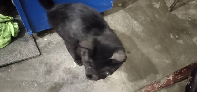 black cat with green eyes