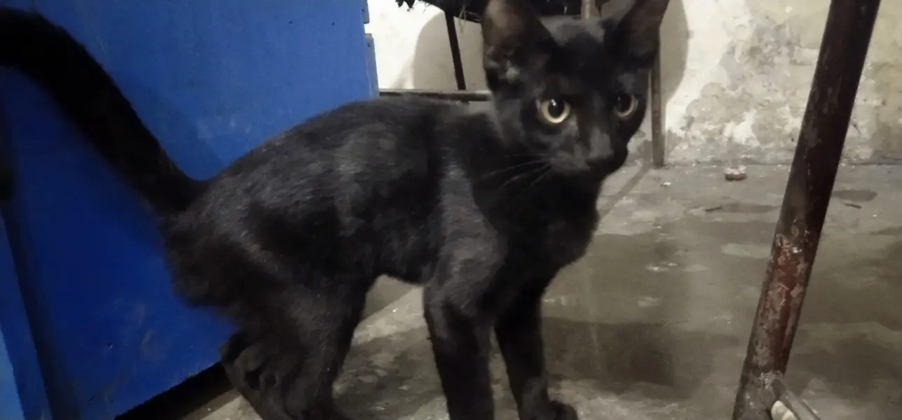 black cat with green eyes — photo 2