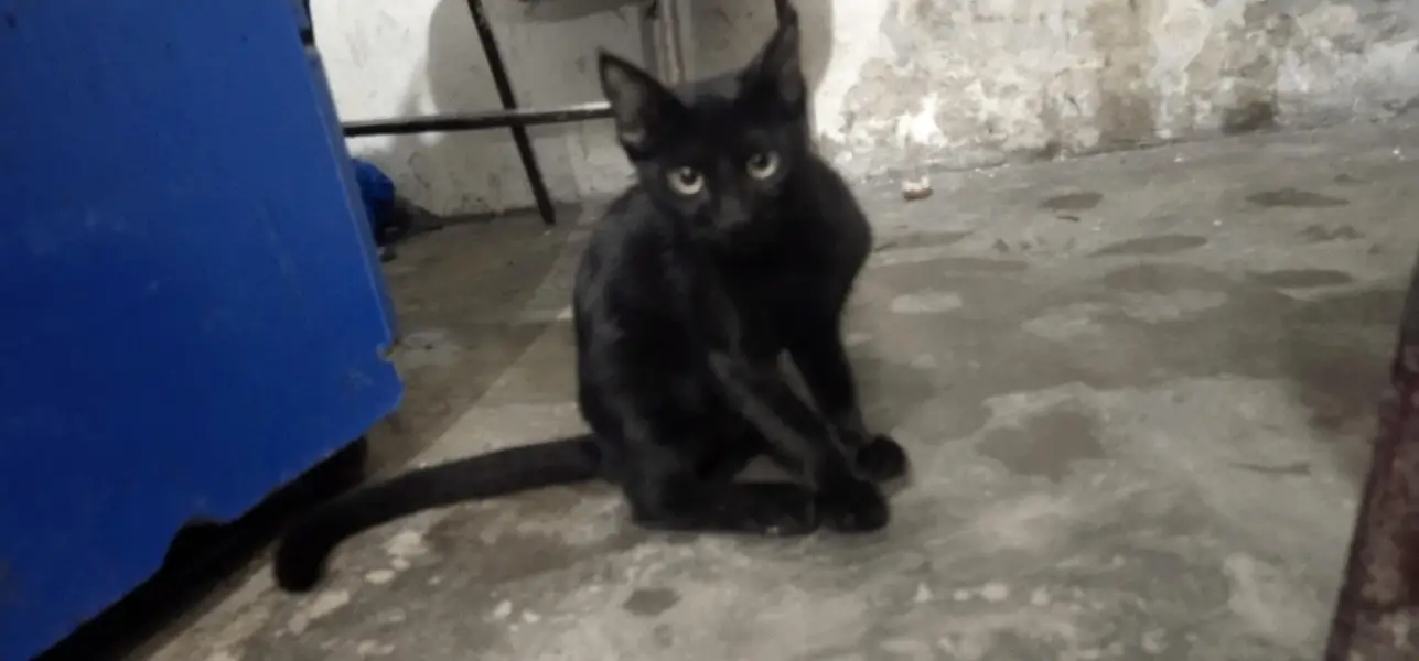 black cat with green eyes — photo 3
