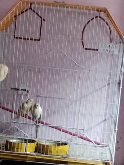 Budges available albeno red eye one