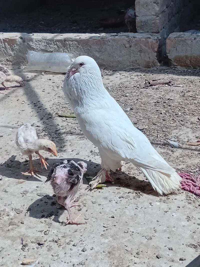 gobara. lucky . hifly pathy sale and exchange with aseel hens — photo 2