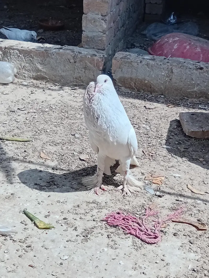 gobara. lucky . hifly pathy sale and exchange with aseel hens — photo 3