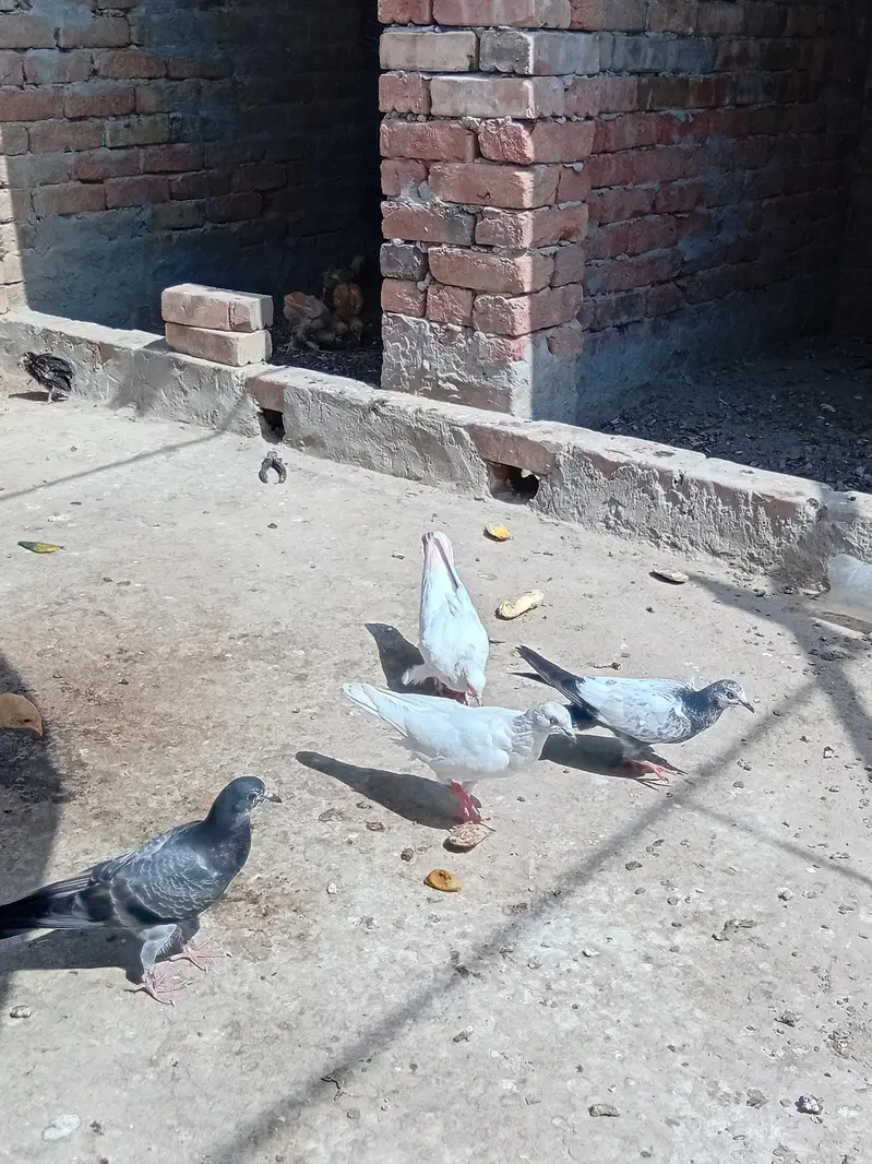 gobara. lucky . hifly pathy sale and exchange with aseel hens — photo 4