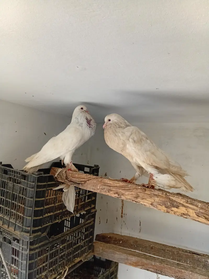 gobara. lucky . hifly pathy sale and exchange with aseel hens — photo 5